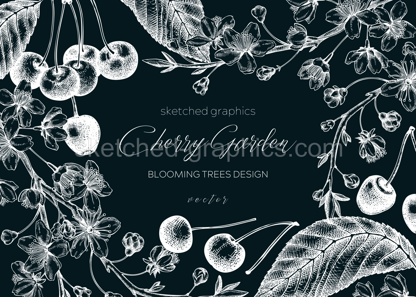 Spring background on chalkboard. Cherry blossom tree in sketch style. Vector frame with hand drawn cherry berries, leaves, flowering branches illustrations. Black contoured sakura  banner design Illustration